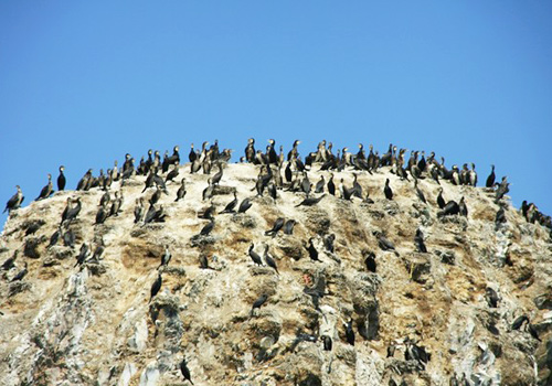 Cormorant Island of Bird Island,Xining