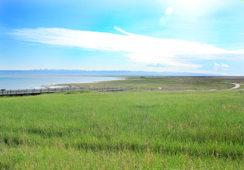 With flat terrain, mild climate and luxuriant water plants and abundant supply of fishes in the lake around the island, Bird Island is a natural living and multiplying place for birds. 