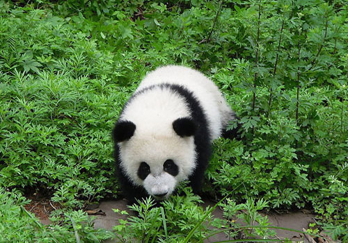 Chengdu Research Base of Giant Panda Breeding
