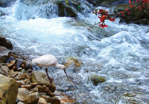 A white crane is drinking water by a stream in Shennong Stream scenic area.