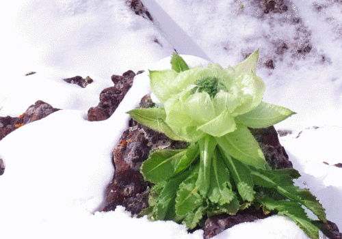 A saussurea involucrata in Heavenly Mountain,Xinjiang.