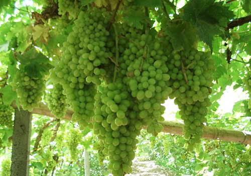 Abounding with grapes,various grape products are also offered,such as raisins,jams,and wines. 
