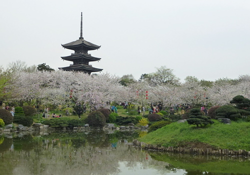 Cherry flower garden of East Lake,Wuhan