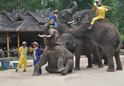 Performances given by well-trained elephants in Wild Elephant Valley of Xishuangbanna
