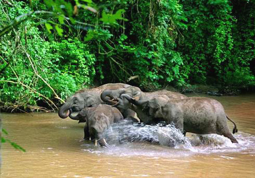 Lucky tourist may find wild elephants bathing in the Wild Elephant Valley,Xishuangbanna.