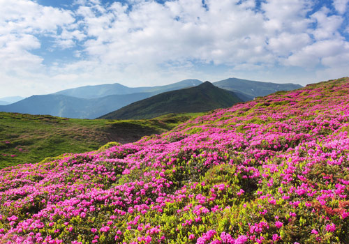 In summer,Baimang Snow Mountain is flourishing with alpine azalea.
