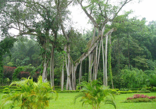 One Tree Forest is a must-see scenic spot near the Daluo River in Xishuangbanna Dai Aotonomous Prefecture,Yunan Province.