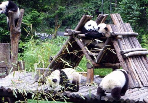 Pandas are leading a carefree life.
