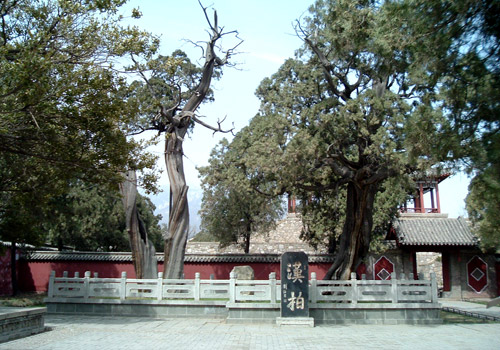 Guarding the courtyard in the face of coldness, cypresses in Hanbai courtyard are one of the top eight attractions of Taian city