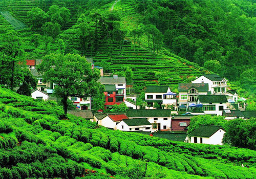 Meijiawu Tea Culture Village,an picturesque ancient village surrounded by mountains and waters,is a main production base of the West Lake Dragon Well Tea.