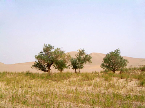 Luntai Diversifolious Poplar Forest Scenic Park