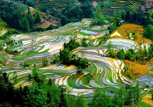 Yuanyang Terraced Fields,Yunnan