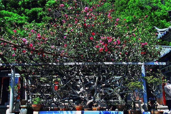 Camellia, Jade Peak Temple