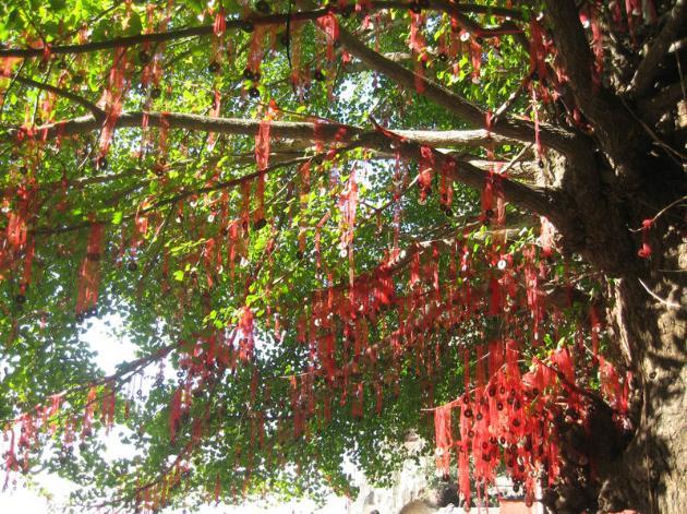 A past scene o f the Lam Tsuen Wishing Tree with red wishing pieces.