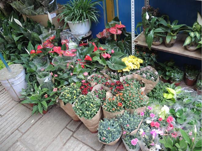 Kunming Flowers and Birds Market Photo, Kunming Flowers and Birds Market  Photos, Kunming Picture, Kunming Pictures