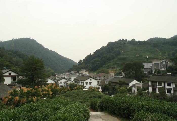 Dragon Well Tea Plantation is a picturesque wonderland surrounded by mountains with a large area of tea trees.