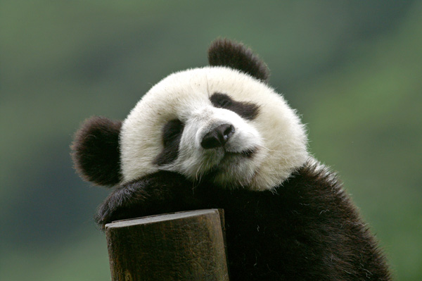 A panda rests on a log in Wolong Panda Center