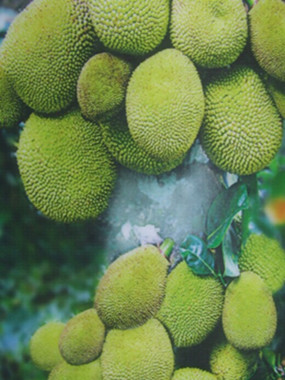 Jackfruit in Zhanjiang Jackfruit in Zhanjiang