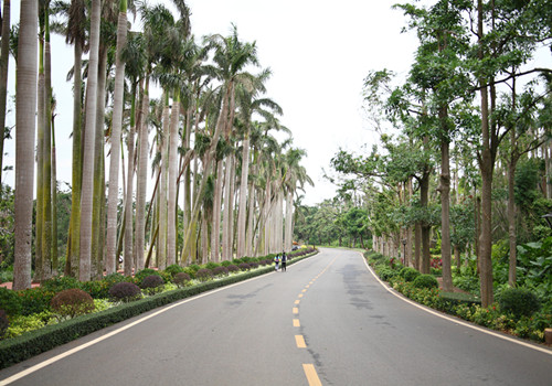 Palm trees in Zhanjiang Huguangyan National Geopark Palm trees in Zhanjiang Huguangyan National Geopark
