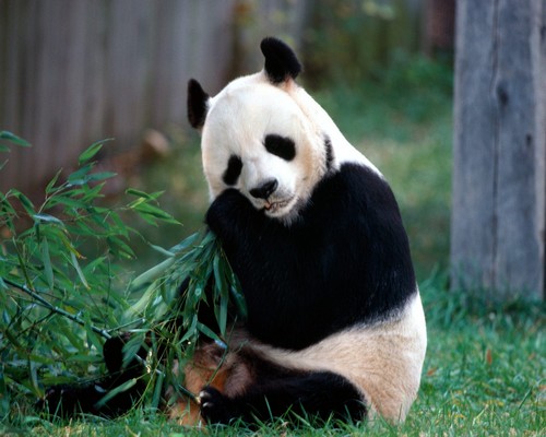 Panda Base