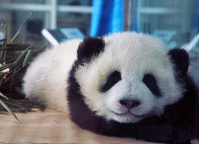 Panda Base of Chongqing