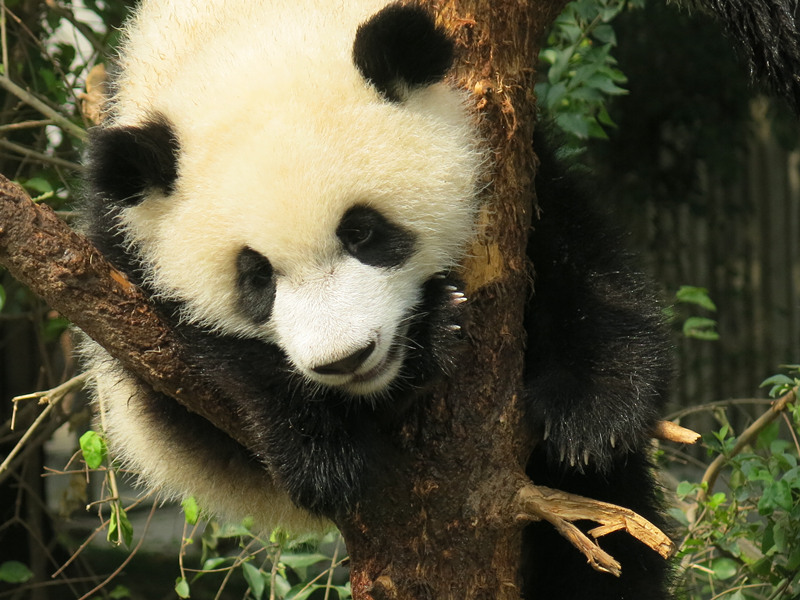 Panda in Chengdu Panda in Chengdu