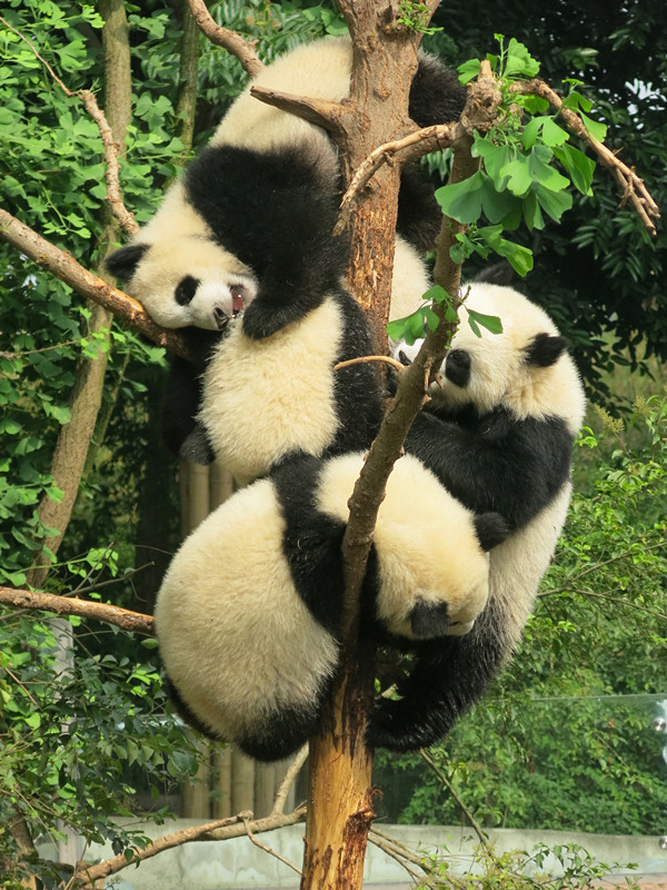 Pandas in Chengdu Pandas in Chengdu