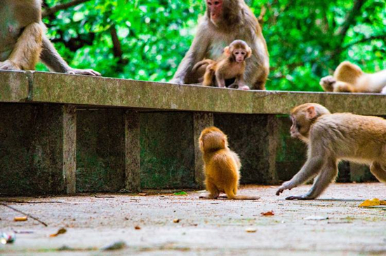 Macaques Garden in Qianling Park, Guiyang