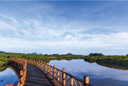 Dongzhai Harbor Mangrove Natural Reserve 