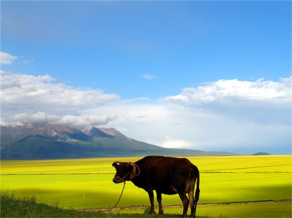 Gold and Silver Grassland