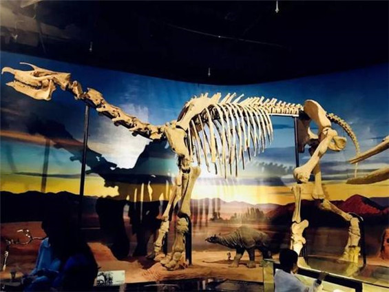 Turpan Paraceratherium lepidum fossil