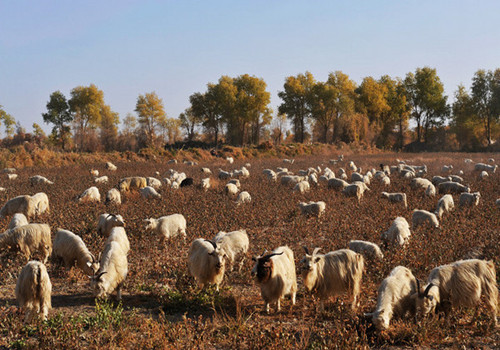 On the open land of Taklamakan Desert , flocks of antelope, boars, lynxes, woodpeckers, swans, mustang, yarkand hares, foxes, wolves, are also visible. 