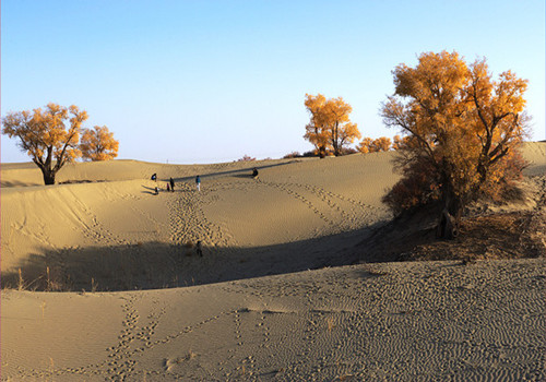 Diversiform-leaved poplars in Xinjiang top those elsewhere in China in terms of beauty and fortitude.