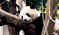 Our guest hoding the panda at Chengdu