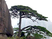 Guest-Greeting Pine
